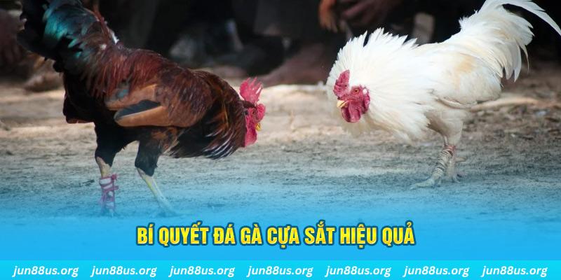 motchill vip đá gà cựa dao