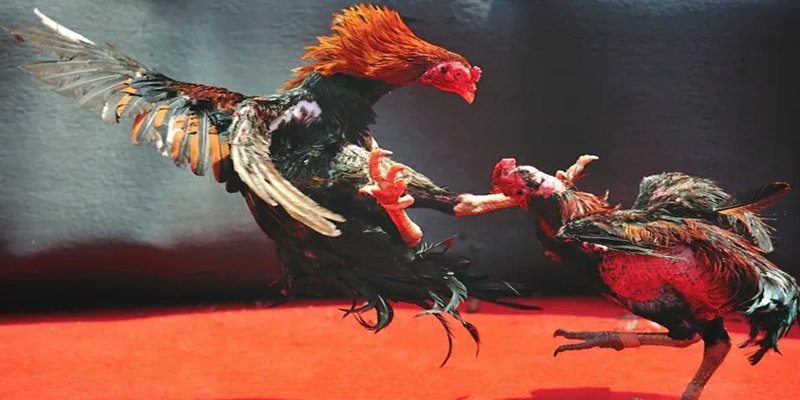 BG Bắn cá