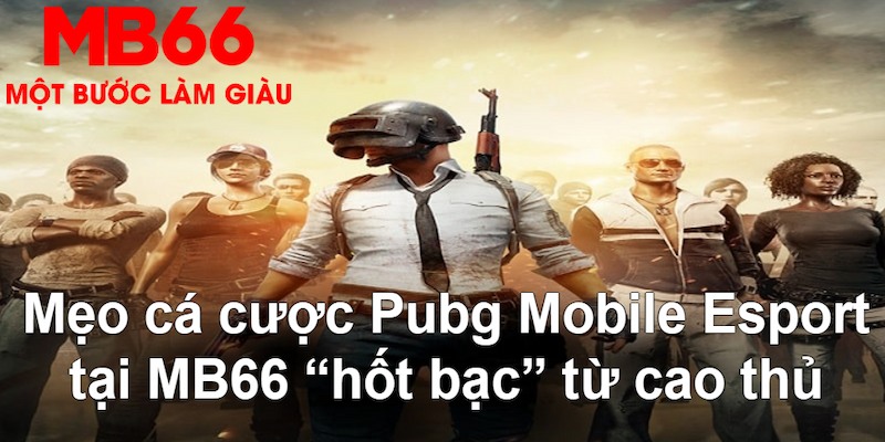 motchill vip gà chọi mộc hóa